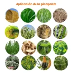 PICAPASTO 4 CUCHILLAS, CON BANDA TRASPORTADORA 400-800 KG/H - Imagen 8